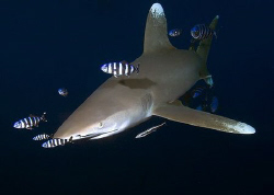 Oceanic Shark taken at Elphinstone. by Eric Orchin 
